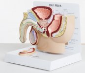 male pelvis.jpg
