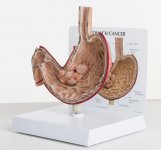 stomach.jpg