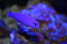 DSC_0572.jpg
