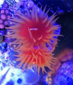 ImageUploadedByReefs1337582505.474487.jpg