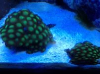 ImageUploadedByReefs1334282371.351481.jpg