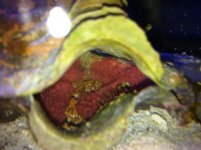 ImageUploadedByReefs1341158019.867632.jpg