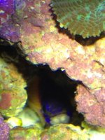 ImageUploadedByReefs1341158237.882924.jpg