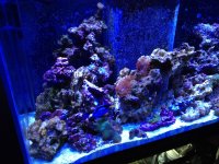 ImageUploadedByReefs1337728943.675504.jpg
