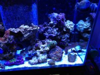 ImageUploadedByReefs1337728964.859561.jpg