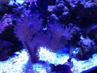 ImageUploadedByReefs1337728986.120340.jpg