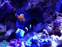 ImageUploadedByReefs1337729003.144128.jpg