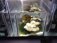 ImageUploadedByReefs1337729081.566421.jpg