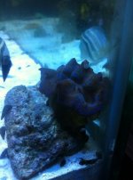ImageUploadedByReefs1337881608.471735.jpg
