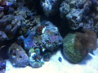 ImageUploadedByReefs1337881661.162628.jpg