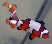 clown1.jpg