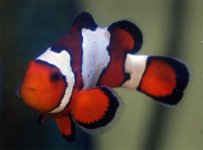 clown3.jpg