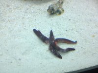 ImageUploadedByReefs1344565717.531215.jpg