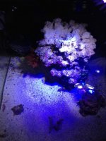 ImageUploadedByReefs1348715919.882268.jpg