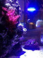 ImageUploadedByReefs1348715935.143819.jpg