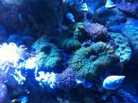 ImageUploadedByReefs1341459951.828139.jpg ImageUploadedByReefs1341459951.828139.jpg