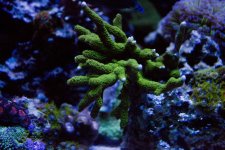 Green Digi small.jpg