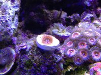 ImageUploadedByReefs1357500515.218411.jpg