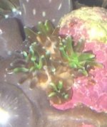 ImageUploadedByReefs1353649667.180132.jpg