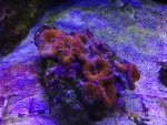 ImageUploadedByReefs1357500638.501899.jpg