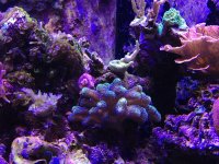 ImageUploadedByReefs1357500667.635275.jpg