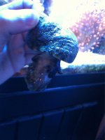 ImageUploadedByReefs1357531325.602279.jpg