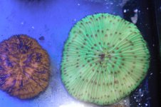 fungia 7-8.jpg