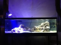 ImageUploadedByReefs1354119617.504384.jpg