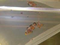 ImageUploadedByReefs1354119667.503886.jpg