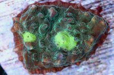 X A1992 13 Glow Bug chalice_300.jpg
