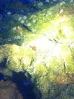ImageUploadedByReefs1345423255.903740.jpg