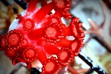 F S2611 59 Hardy Red Goniopora_300.jpg