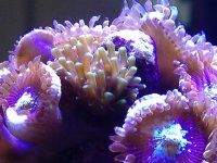 ImageUploadedByReefs1354300386.181772.jpg