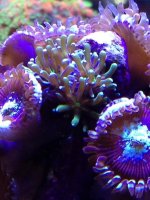 ImageUploadedByReefs1354300409.849174.jpg