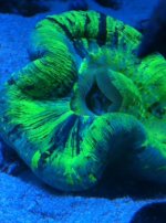 ImageUploadedByReefs1338909647.983540.jpg