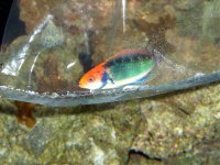 LR for sale (sand sifter star fish & Clown Fairy Wrasse  3-3-07 004.jpg