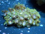 House Zoas.jpg