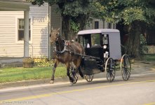 amish-horse-buggy.jpg