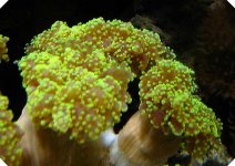 Neon tip Frogspawn.jpg