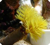 Yellow Coco Worm.jpg