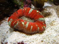 Red & Green open brain.jpg