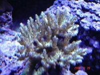 fish tank 112805 006.jpg