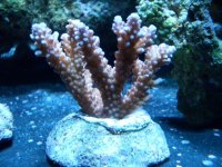 Acro Ceralis.jpg