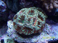 Acans_1.jpg