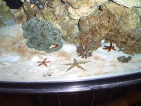 Canopy & Star Fish Trio 007.jpg