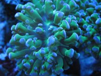 IMG_0243.jpg