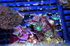 neon green clove polyps.jpg