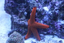 IMG_2432.jpg