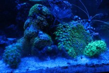 IMG_2452.jpg