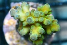 X JL1232 12 Blue polyp Green Acropora_300.jpg